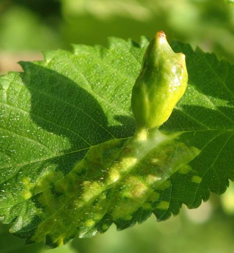 Tetraneura ulmi
